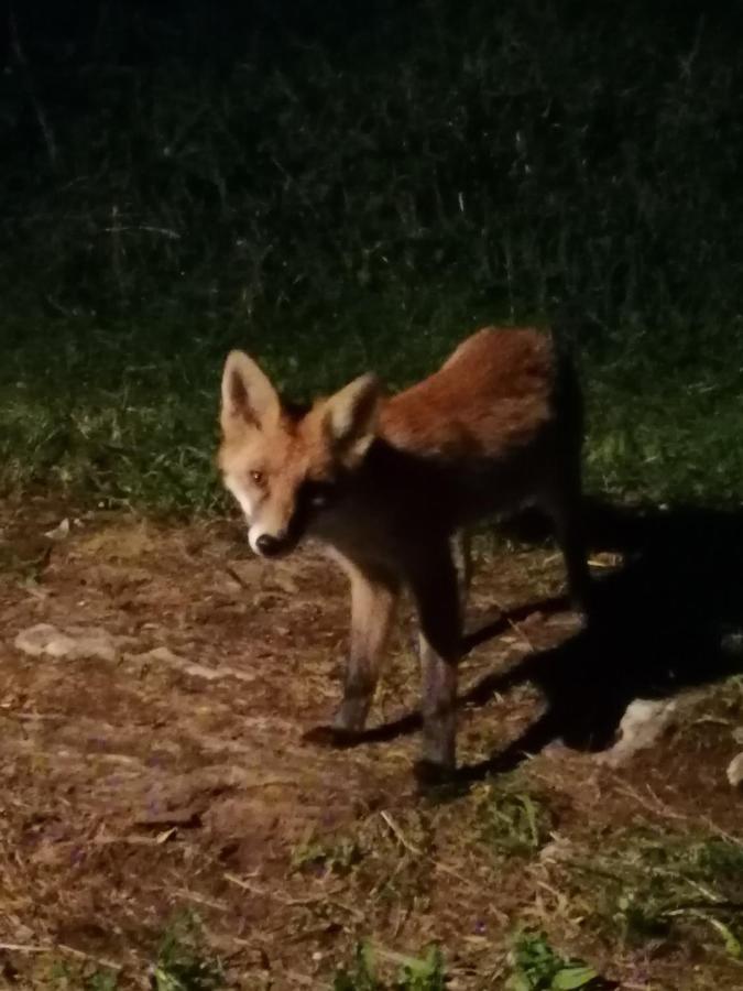 Tilia Cottage Banjska Stena Mitrovac Eksteriør billede